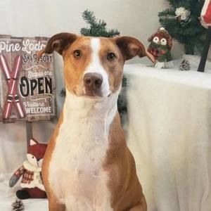 Meet your Posher, Dan